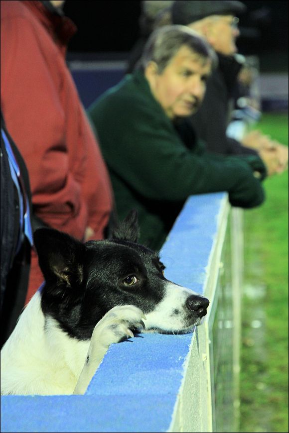 Yes that's right, it's a dog watching the Colwyn Bay v's City game!